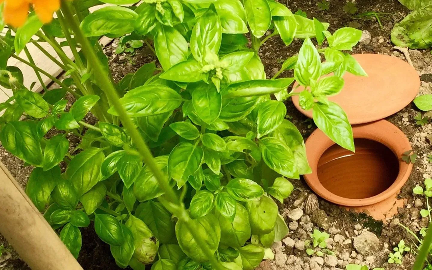Oya en terre cuite enterrée au pied d'un plant de basilic