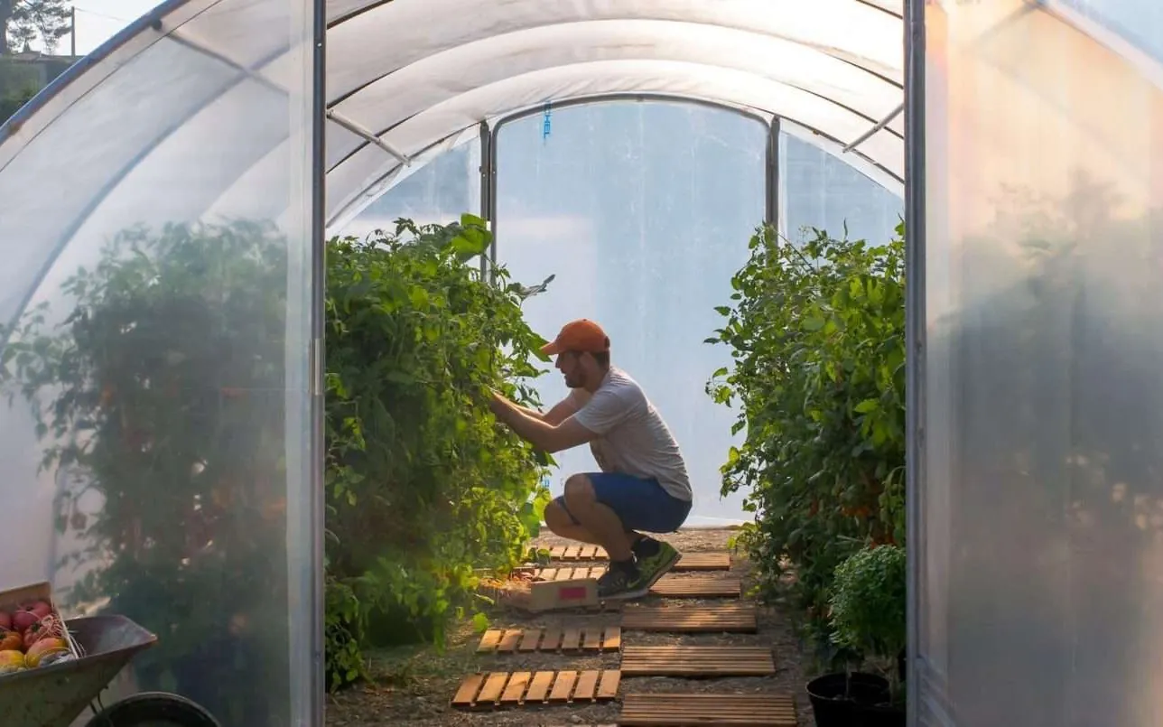 Jardinier occupé à ses plants à l'intérieur d'une serre tunnel de jardin