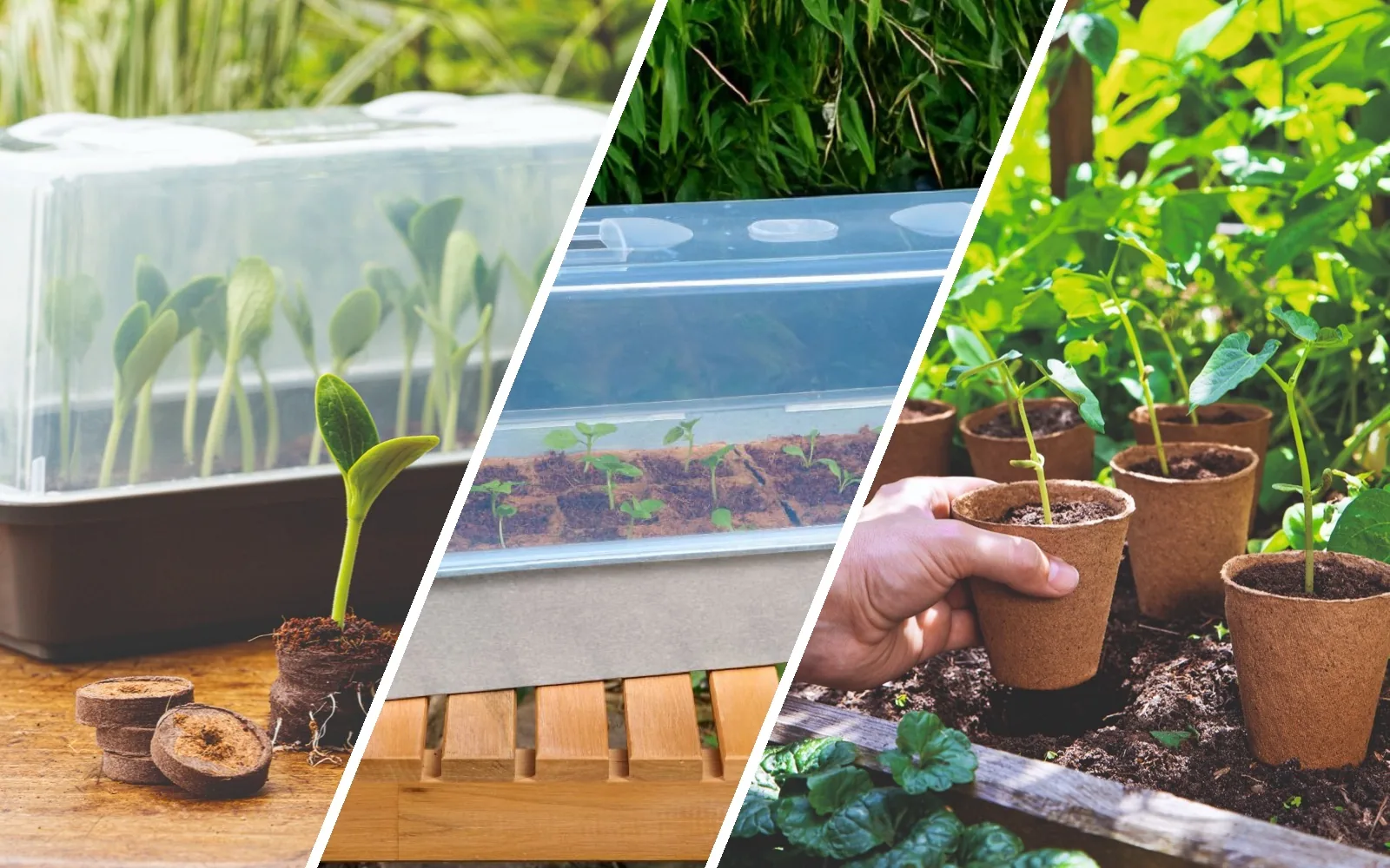 Trois scènes de culture : une mini-serre rigide avec ses jeunes pousses, une mini-serre en zinc sur une table de jardin, des pots biodégradables avec leurs plants